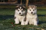 ALASKAN MALAMUTE 643